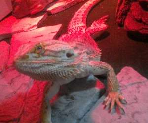 Rear Camera Example Bearded Dragon