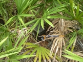 Found GeoCache